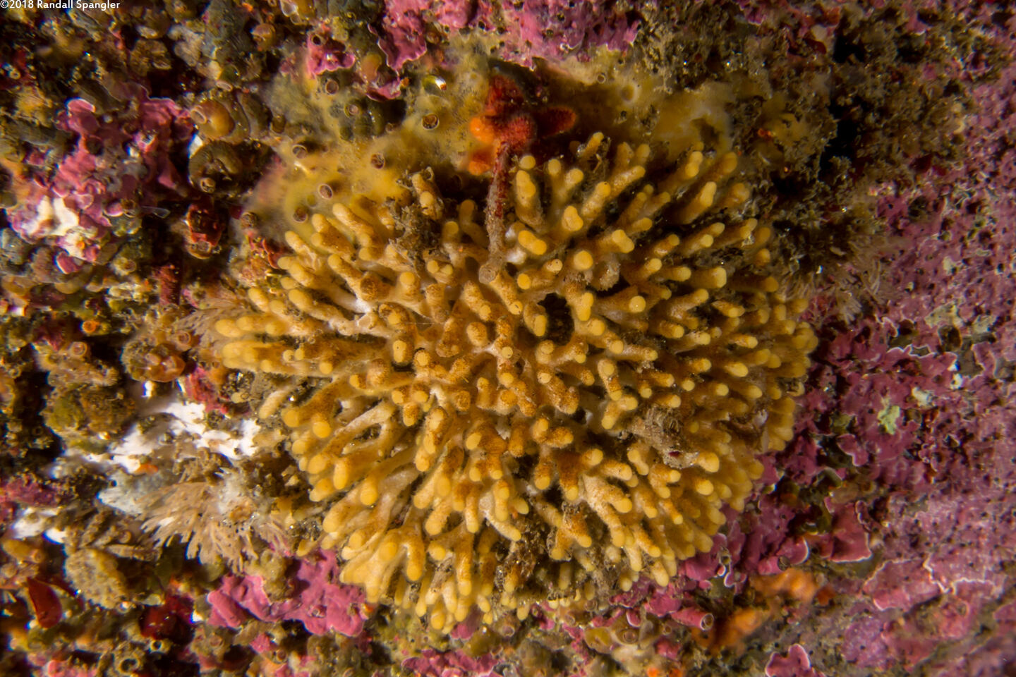 Lagenicella punctulata (Coralline Bryozoan)