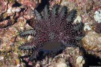 Acanthurus nigrofuscus (Brown Surgeonfish)