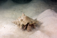 Petrochirus diogenes (Giant Hermit Crab)
