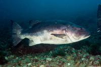 Stereolepis gigas (Giant Sea Bass)