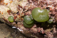 Dictyosphaeria cavernosa (Bubble Seaweed)