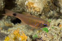 Taeniamia fucata (Orangelined Cardinalfish)