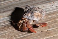 Coenobita clypeatus (Caribbean Hermit Crab)