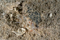 Iridopagurus sp.1 (Ringeye Hermit Crab)