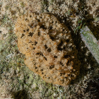 Sclerodoris prea (Prea Sclerodoris)