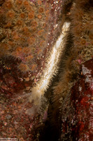 Cucumaria pallida (Pale Sea Cucumber)