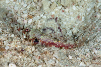 Synchiropus morrisoni (Morrison's Dragonet)
