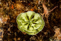 Caulerpa verticillata (Fuzzy Caulerpa)