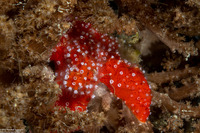 Nausithoe punctata (Crown Jellyfish)