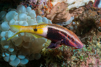 Parupeneus barberinoides (Bicolor Goatfish)