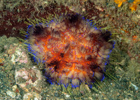 Asthenosoma varium (Variable Fire Urchin)