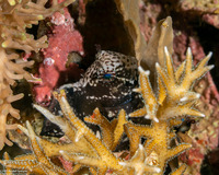 Atrosalarias hosokawai (Hosokawa's Coralblenny)