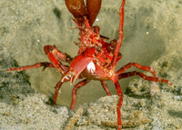 Pugettia richii (Cryptic Kelp Crab)