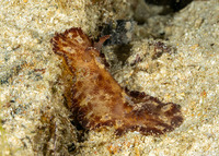 Carminodoris nodulosa (Beaded Nudibranch)