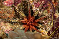 Prionocidaris baculosa (Raspy Sea Urchin)