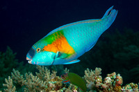 Chlorurus bowersi (Bower's Parrotfish)
