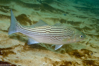 Morone saxatilis (Striped Bass)