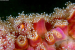 Corallimorphidae