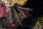 Colobometridae