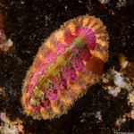 Mopaliinae