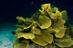 Turbinaria (coral)