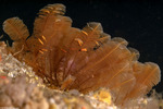 Aglaopheniidae