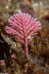 Corallinoideae