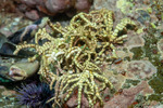 Corallinales