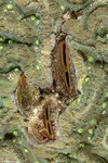 Mytilidae