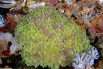 Stony Corals