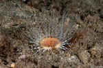 Cerianthidae