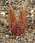 Phoronopsis