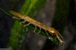 Isopoda