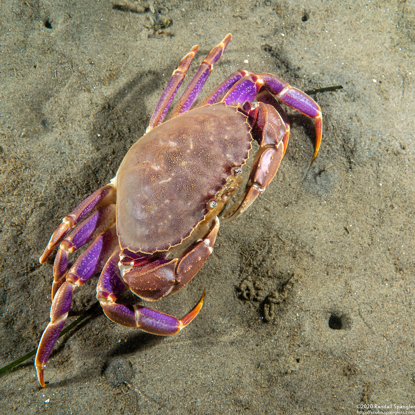Graceful Crab (Metacarcinus gracilis) - Spanglers' Scuba