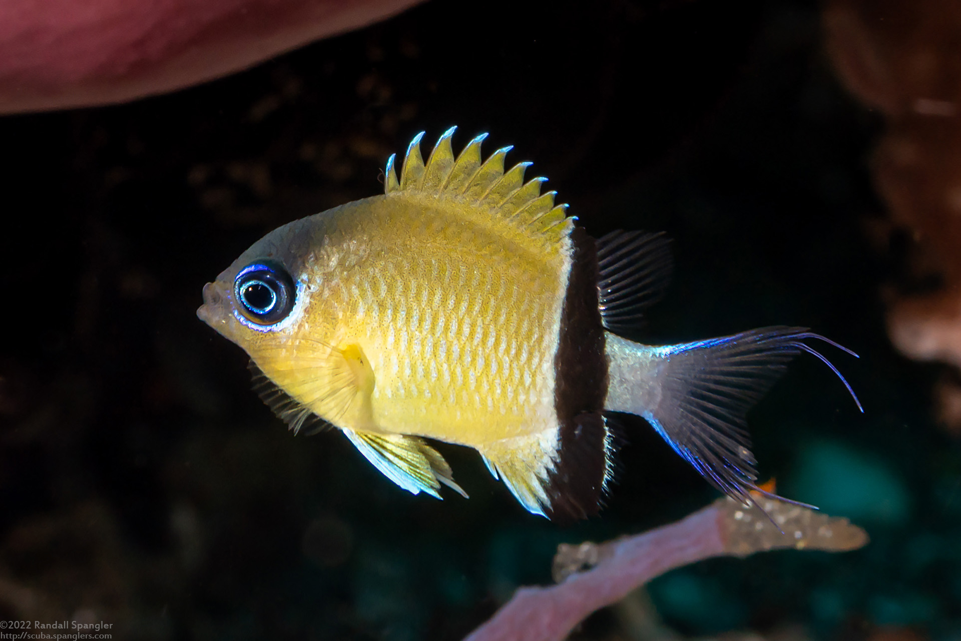 blackbar-chromis-chromis-retrofasciata-spanglers-scuba