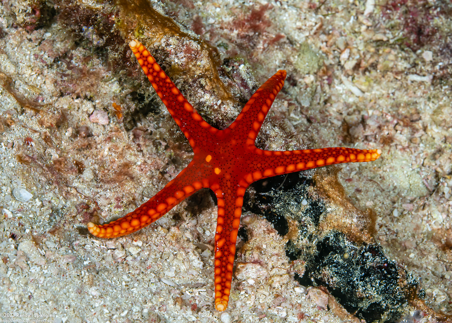 Armored Sea Star Fromia Hemiopla Spanglers Scuba