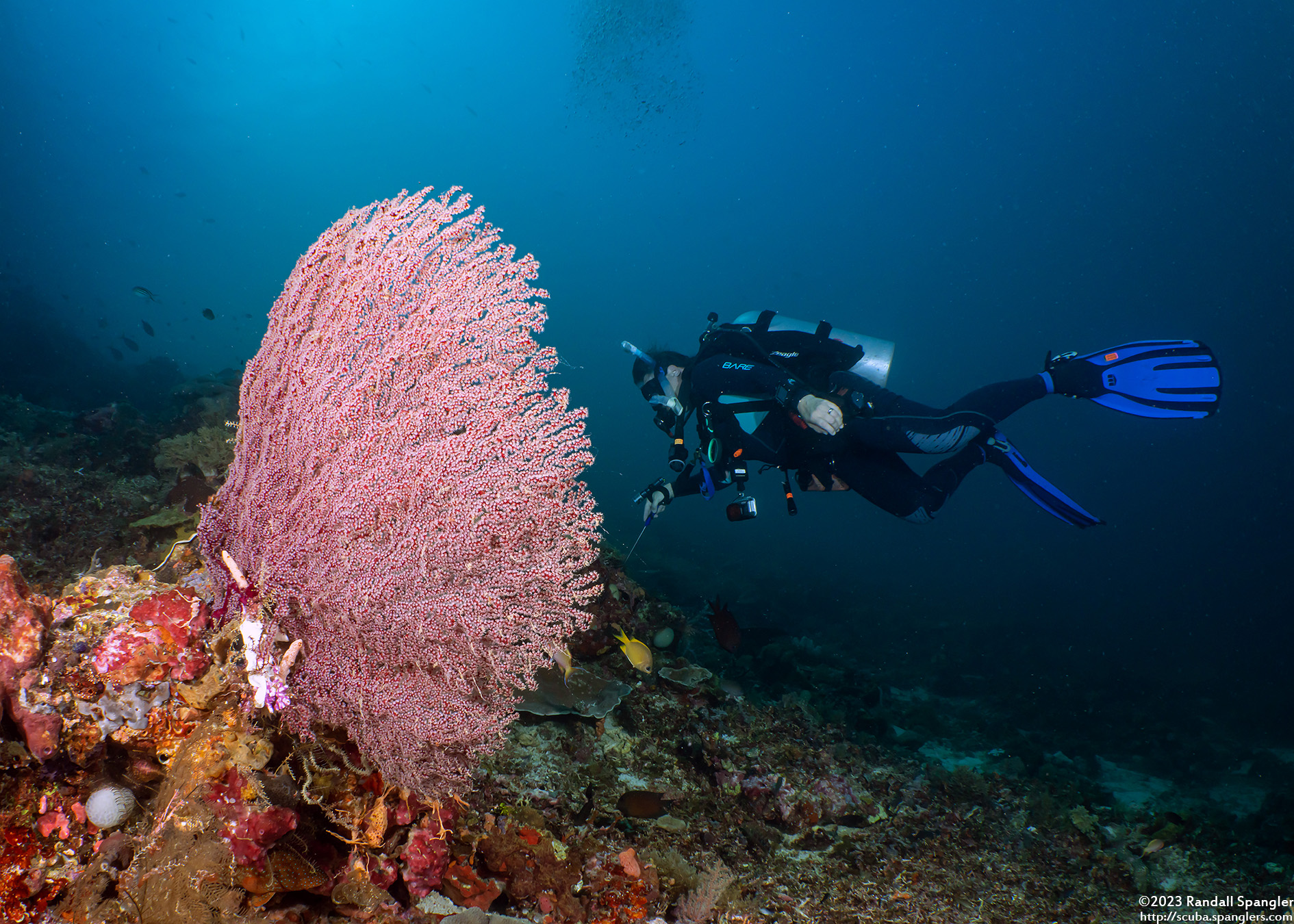 astrogorgia-dumbea-astrogorgia-dumbea-spanglers-scuba