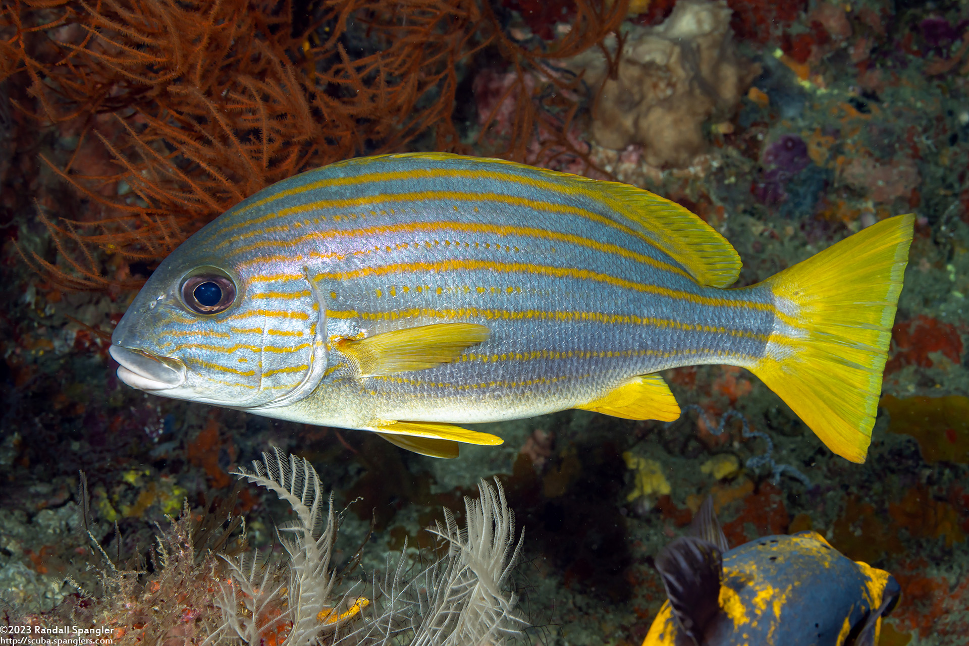 Goldlined Sweetlips (Plectorhinchus chrysotaenia) - Spanglers' Scuba