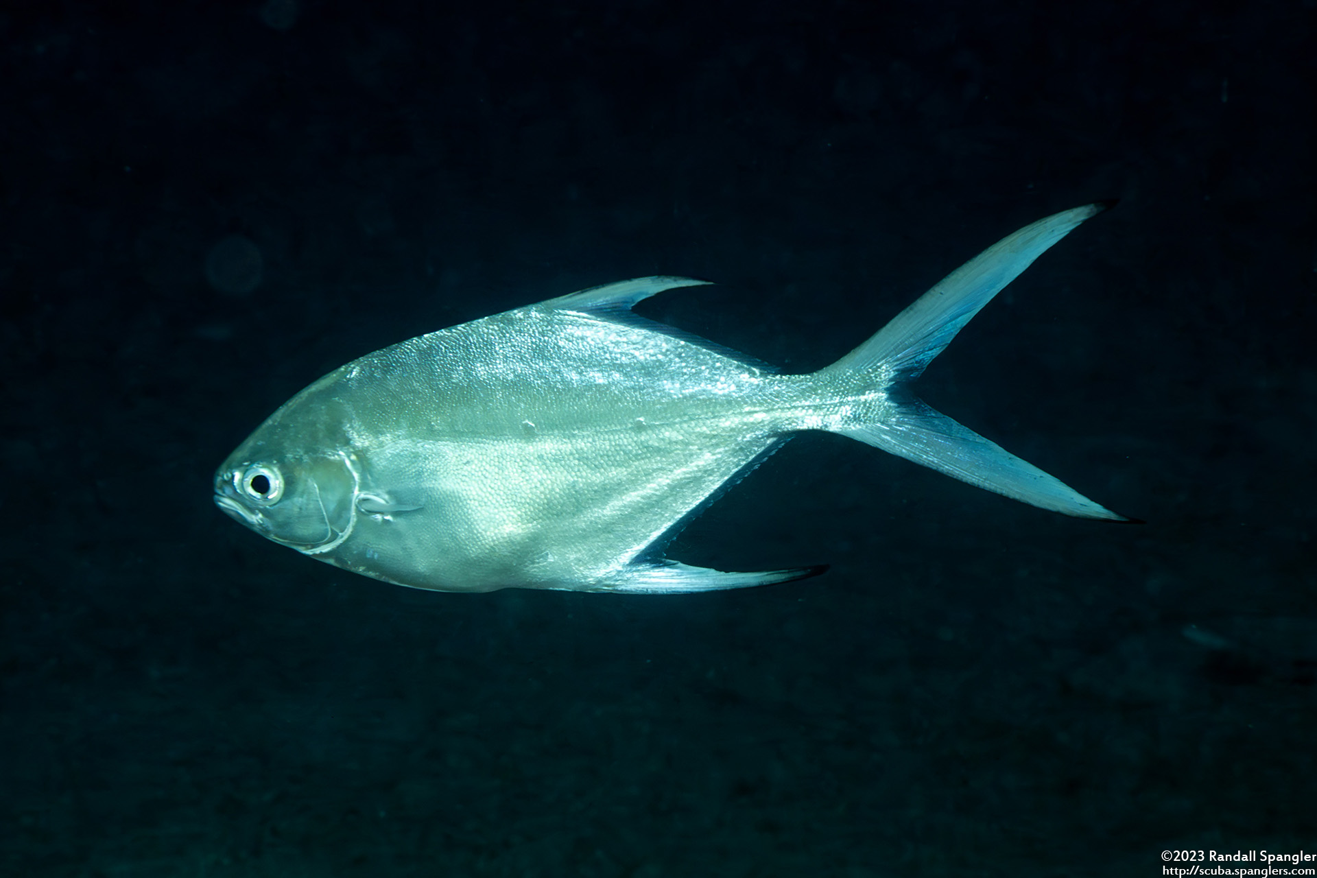 Small-Spotted Dart (Trachinotus baillonii) - Spanglers' Scuba