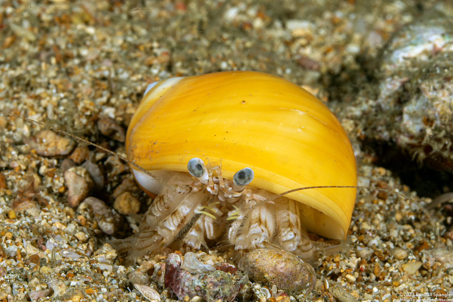 brown-marked-pagurus-pagurus-cf-gracilipes-spanglers-scuba