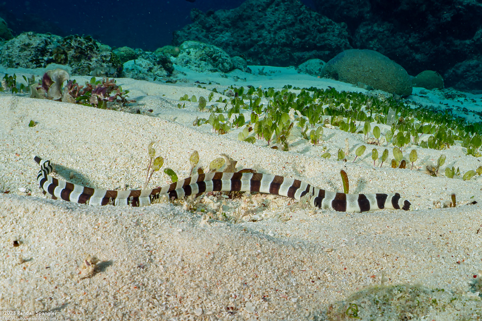 harlequin-snake-eel-myrichthys-colubrinus-spanglers-scuba