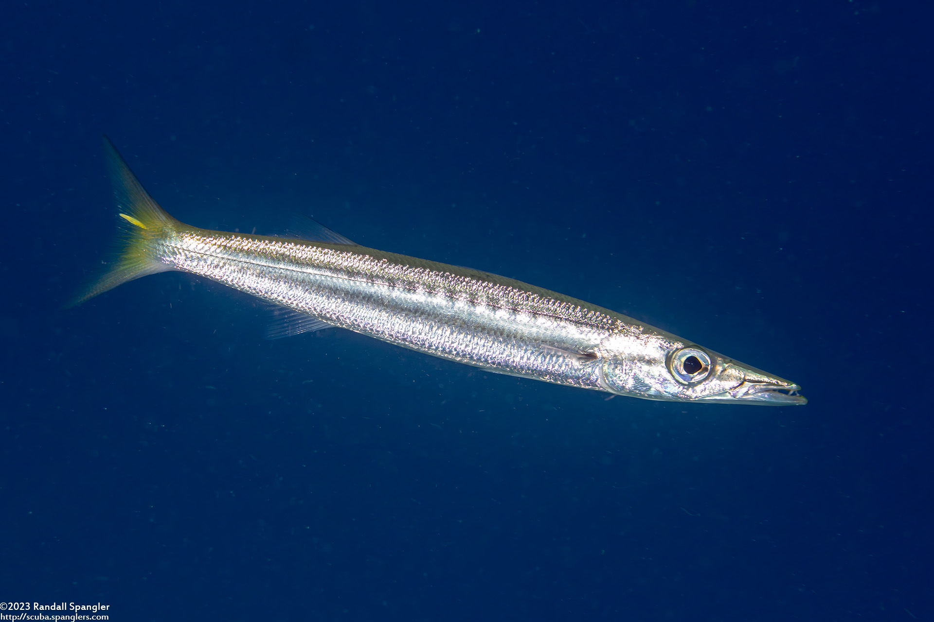 Yellowtail Barracuda (Sphyraena flavicauda) - Spanglers' Scuba