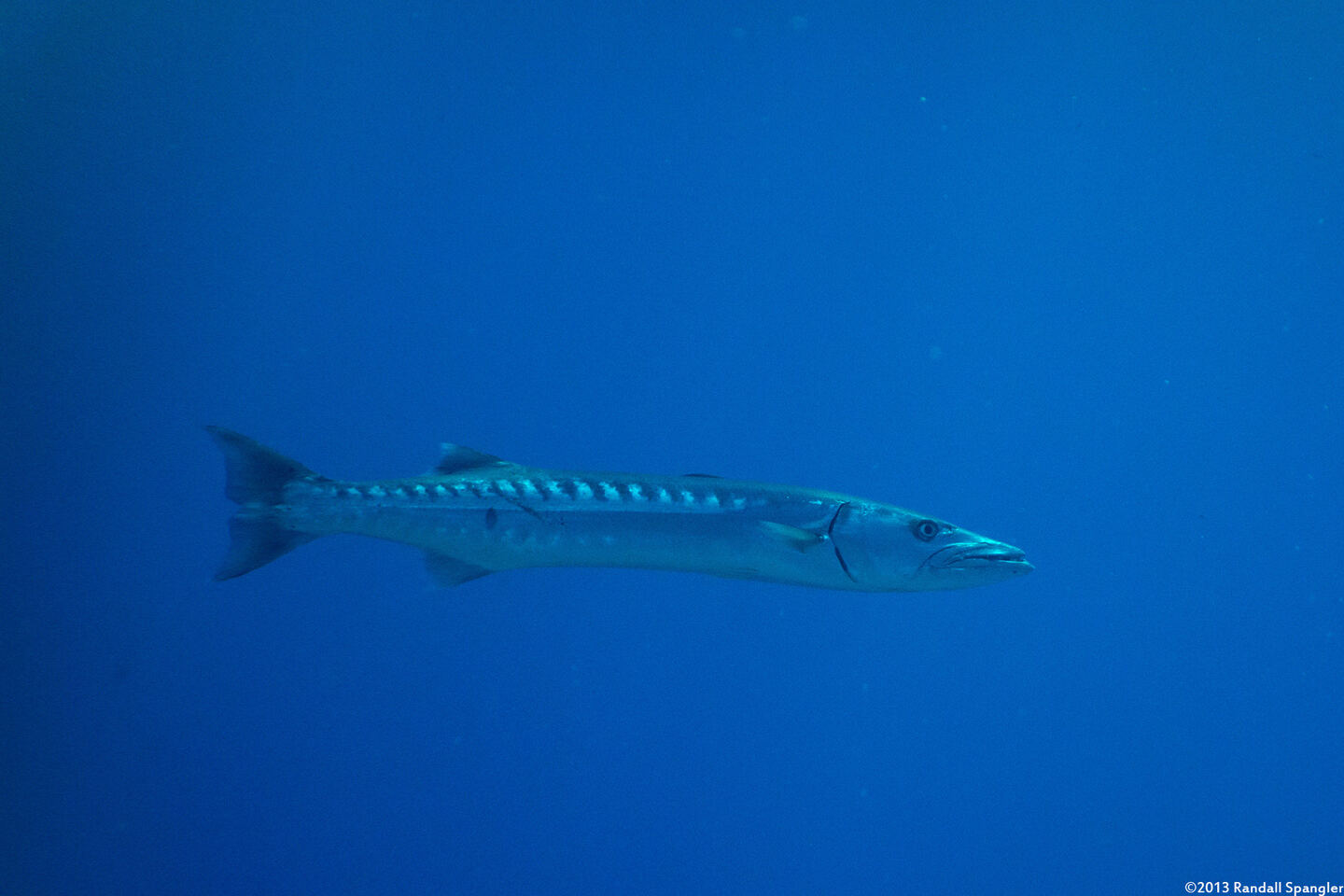 Sphyraena barracuda (Great Barracuda)