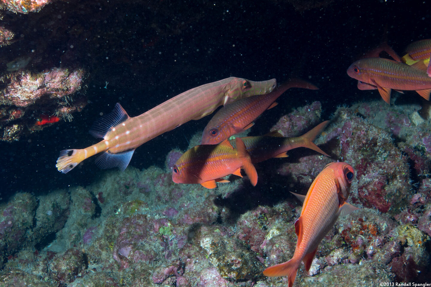 Aulostomus chinensis (Trumpetfish); Trumpetfish matching goatfish and soldierfish colors