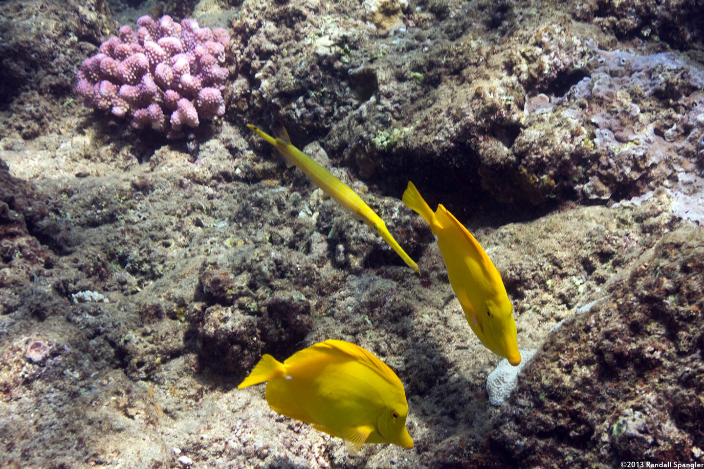Aulostomus chinensis (Trumpetfish); Trumpetfish matching yellow tang colors
