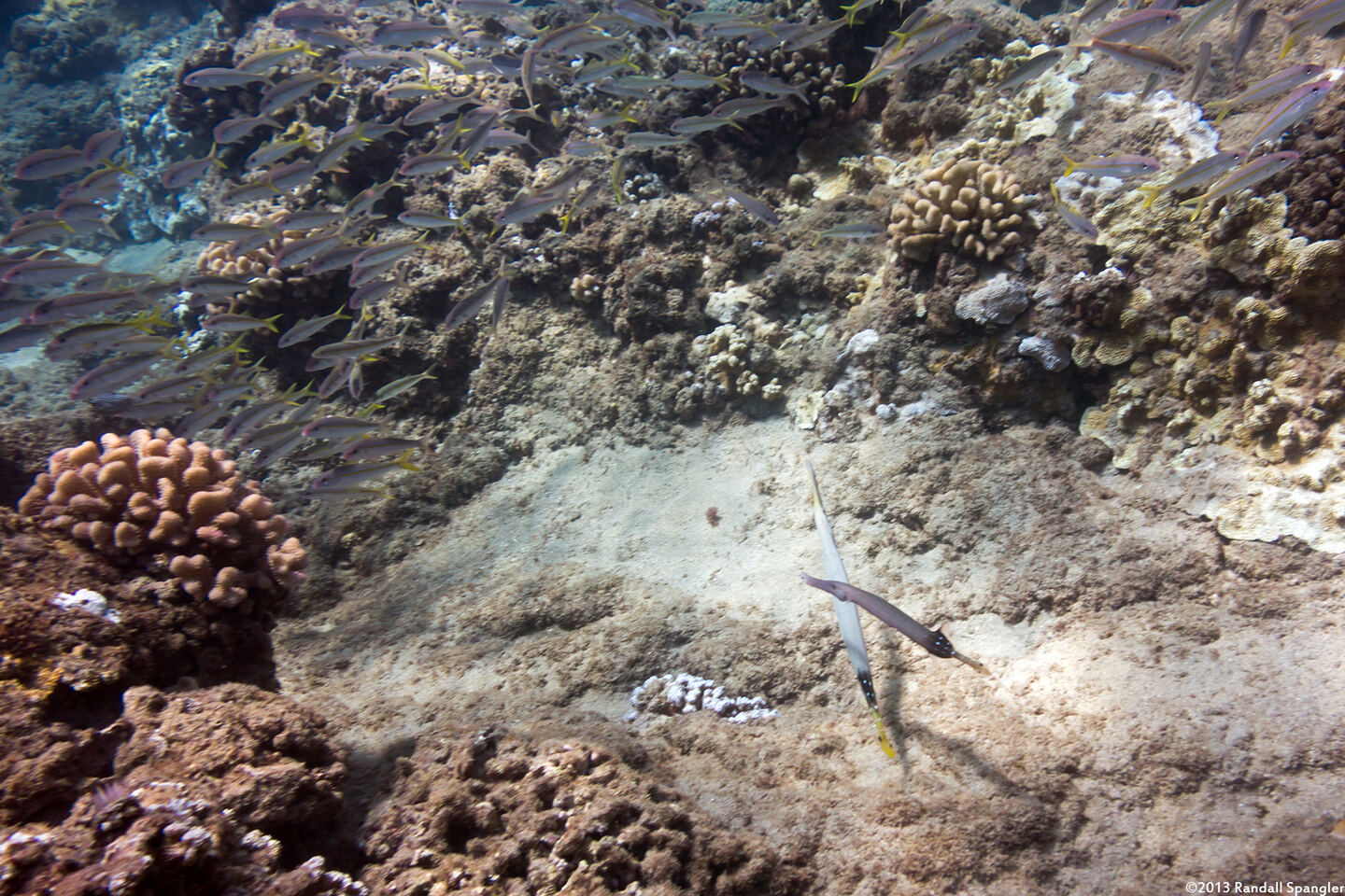 Aulostomus chinensis (Trumpetfish); Trumpetfish matching yellowfin goatfish colors
