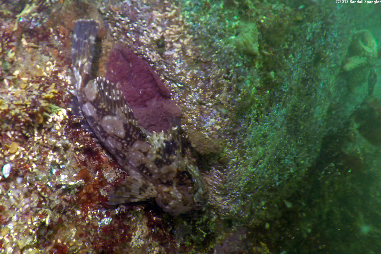 Scorpaenichthys marmoratus (Cabezon); Guarding eggs