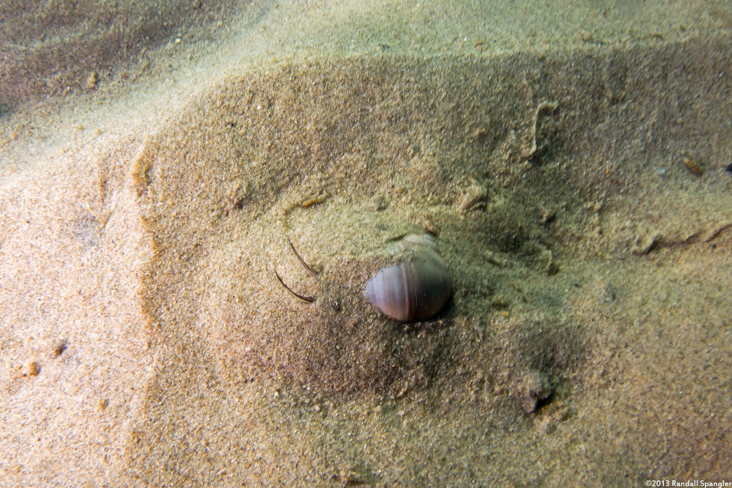 Neverita lewisii (Lewis's Moon Snail); Moon snail under the sand