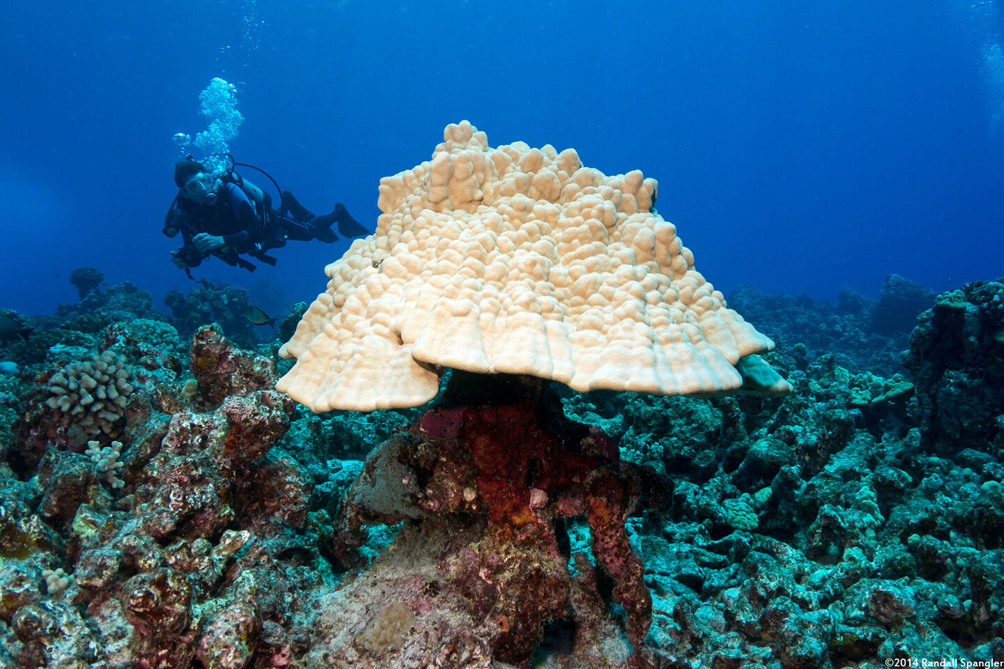 Porites evermanni (Brown Lobe Coral)