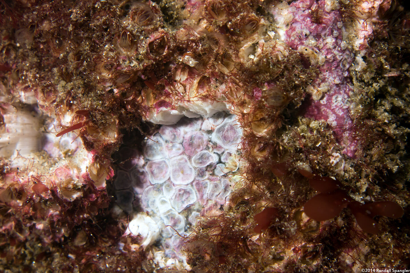 Balanus crenatus (Acorn Barnacle); Hole where barnacles got scraped off a rock